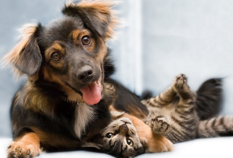 Mutirão de castração vai esterilizar 200 cães e gatos