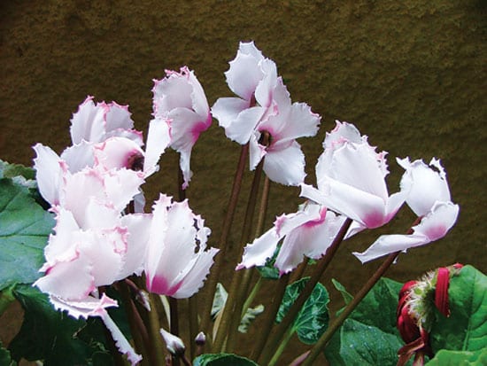 Saiba como cultivar flores que deixam sua casa mais bonita nesta estação