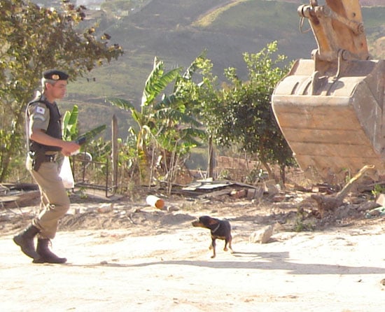Vão os donos, ficam os cachorros