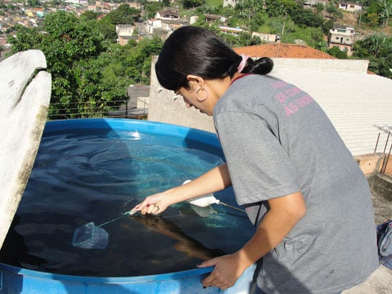 Índice de dengue em Itabira é de 3,59%; máximo deveria ser 1%