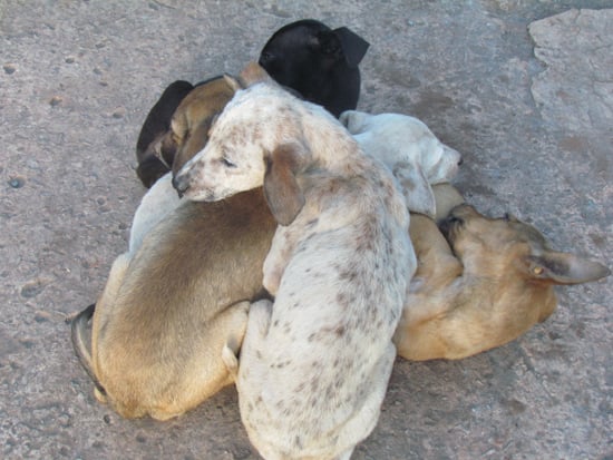 Serviço de recolhimento de cães está temporariamente suspenso em Itabira