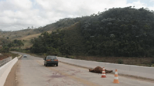 Cavalo atropelado é encontrado morto em ponte próximo ao bairro Praia