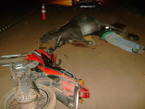 Vaqueiro bate moto contra búfalo, é pisoteado por animal e morre