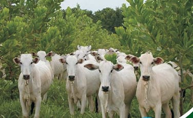 Epamig promove Dia de Campo sobre o Sistema Silvopastoril em Itabira
