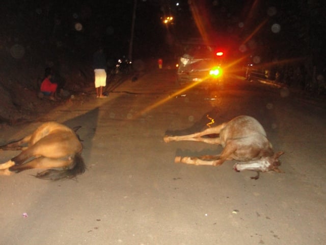 Sprinter com trabalhadores atropela e mata dois cavalos na 105