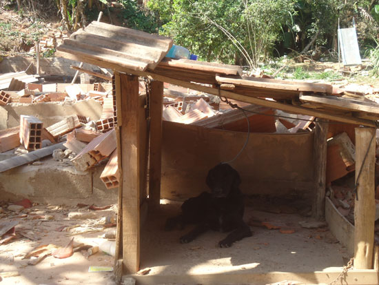 Carrocinha recolhe 20 cães abandonados no ex-bairro Drummond