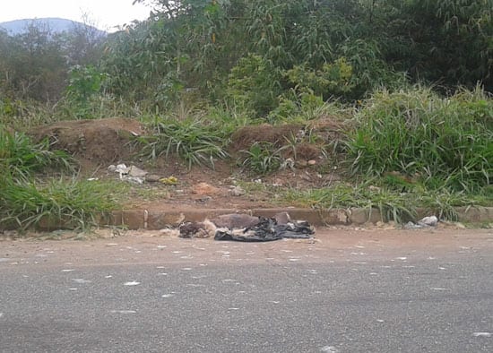 Internauta denuncia que cadáver de cachorro ainda está no CDI