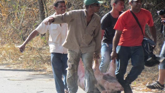 Caminhão de porcos tomba na MGC-120 e até prefeito transporta a carga