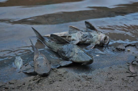 Acidente com carreta: ácido sulfúrico causa mortandade de peixes em Nova Era