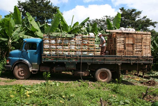 Produtores de São Gonçalo do Rio Abaixo iniciam a colheita de banana