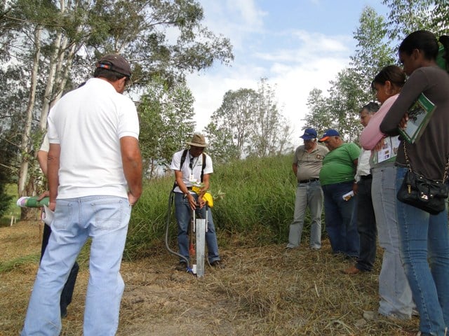 Epamig realiza Dia de Campo Silvopastoril em Itabira e Itambé do Mato Dentro