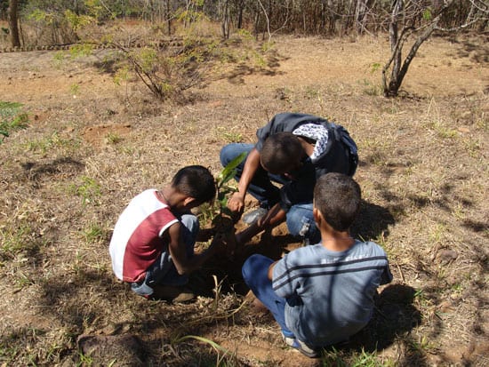 Crianças plantam mudas no Pico do Amor no Dia da Árvore