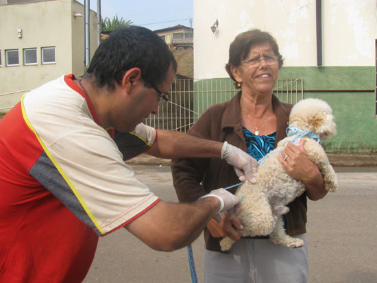 Santa Bárbara vacina mais de 3,6 mil animais contra raiva