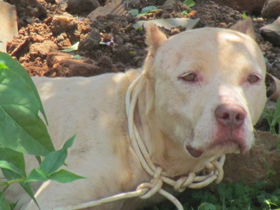 Pitbull sem dono ataca poodle e ameaça crianças na Vila Amélia