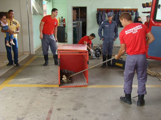 Crocodilo em rodovia é capturado pelos bombeiros