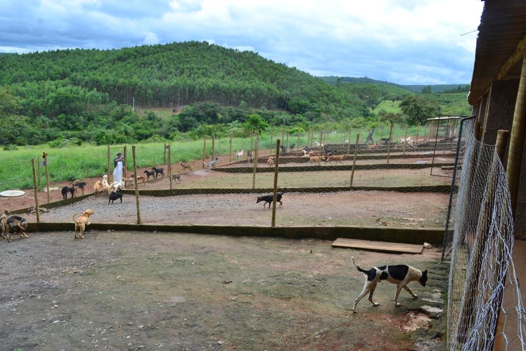 Canil de Barão de Cocais já tem mais de 100 animais resgatados
