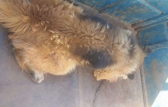 Criança morre após ser atacada pelo cachorro da família em Sabinópolis