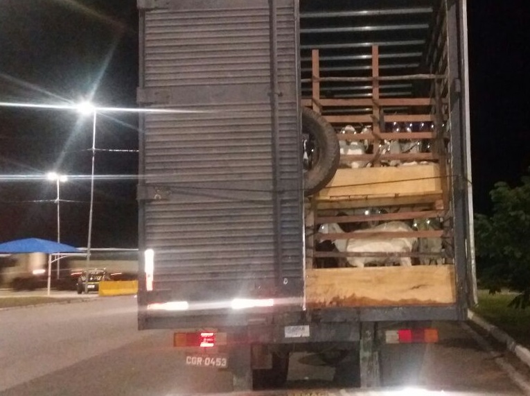 Maus-tratos: cabras eram transportadas sem água, comida e ventilação em Minas