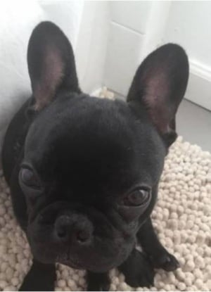 Cachorro morre após comissário insistir que ele fosse levado em bagageiro
