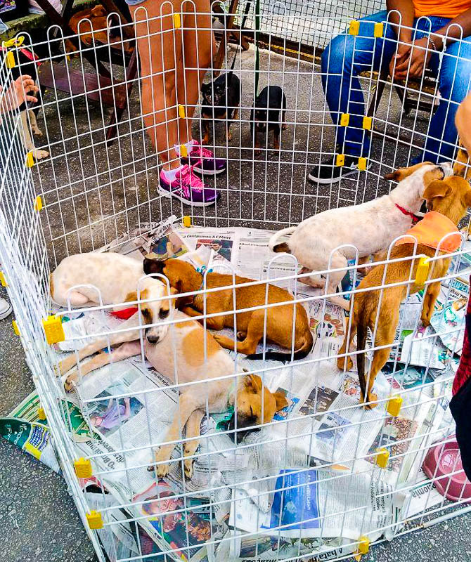 Itabira terá feira de adoção de animais no feriado de terça-feira