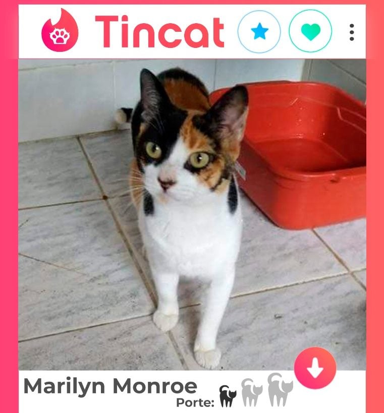 Dê match com um pet: Ampari usa posts divertidos nas redes para estimular adoção