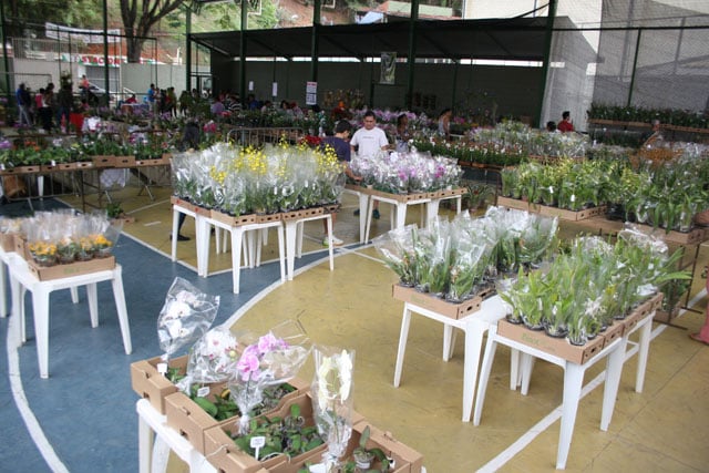 Exposição de orquídeas começa nesta sexta-feira em Itabira