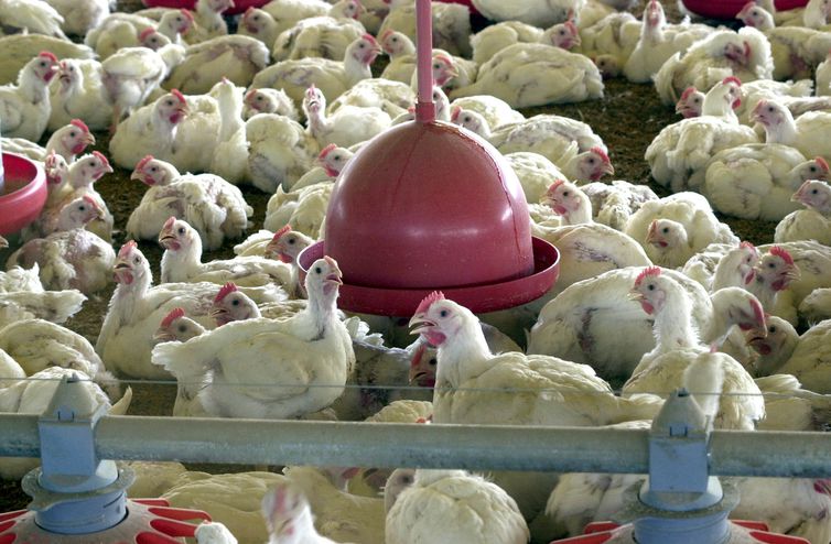 Ministério da Agricultura abre consulta sobre funcionamento de granjas