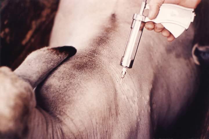 Vacinação contra febre aftosa em Minas vai até 30 de novembro
