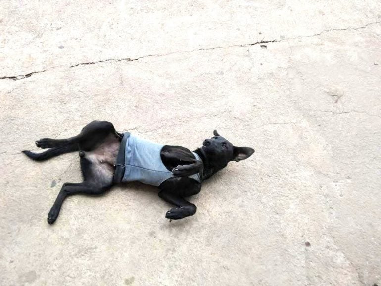 Evento de adoção de cães em Itabira acontece hoje, 28 de julho