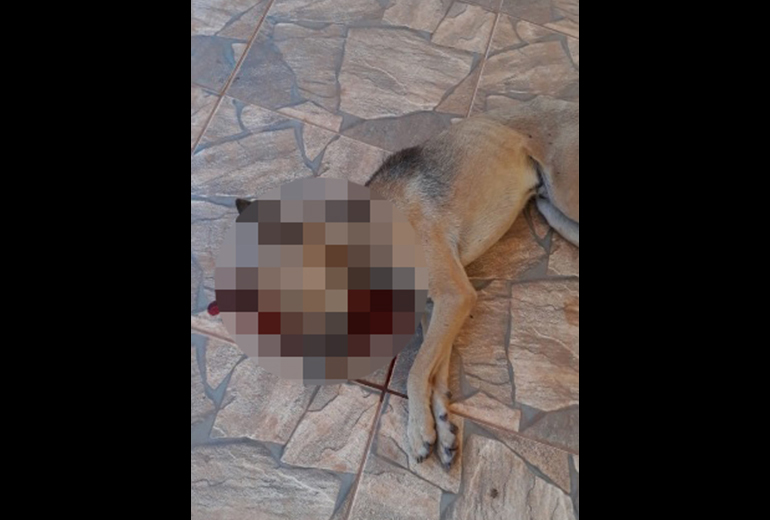 Onda de envenenamento de cães acende alerta em Conceição do Mato Dentro