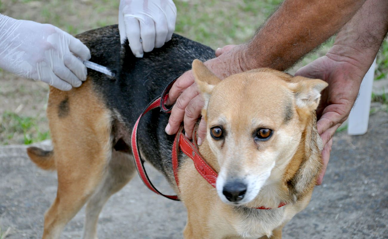 Leishmaniose canina: vilão ou vítima?