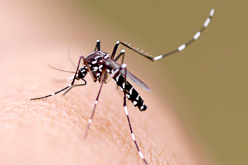 Minas Gerais lidera ranking de casos de chikungunya no Brasil
