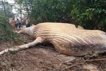 Como a baleia acabou nas profundezas da floresta tropical brasileira?