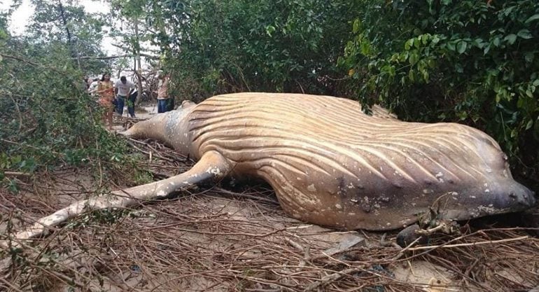 Como a baleia acabou nas profundezas da floresta tropical brasileira?