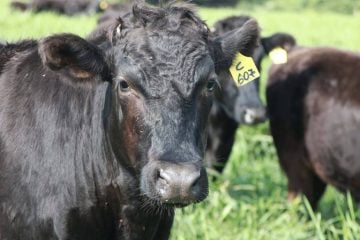 Com quilo da carne por até R$ 500, rebanho de boi japonês cresce no país