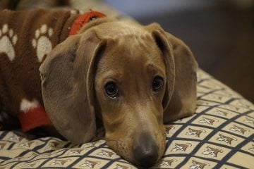 Cães salsichinhas ganham hotel exclusivo na Inglaterra