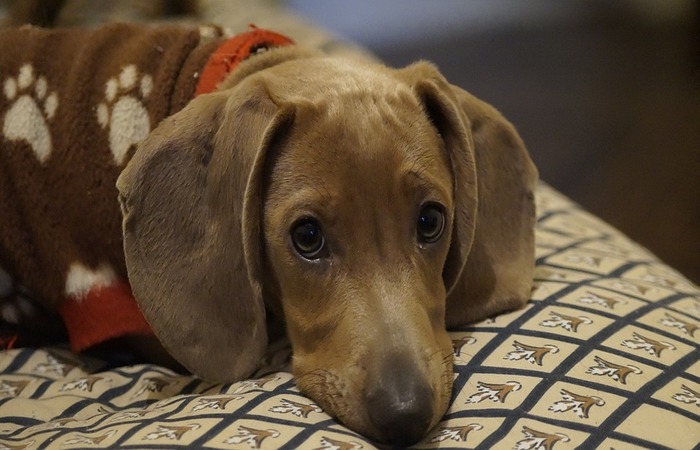 Cães salsichinhas ganham hotel exclusivo na Inglaterra