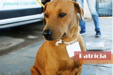 Ampari busca adoção para animais castrados em Itabira