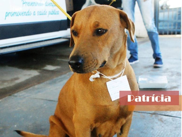 Ampari busca adoção para animais castrados em Itabira