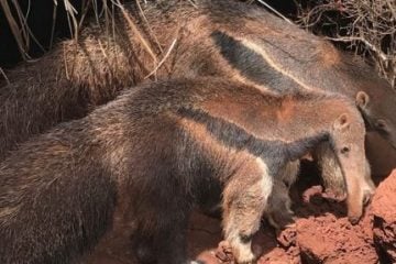 Instituto Estadual de Florestas reabilita animais silvestres vítimas de crimes ambientais