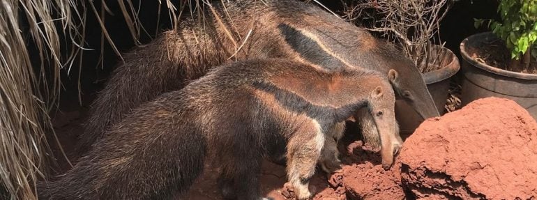 Instituto Estadual de Florestas reabilita animais silvestres vítimas de crimes ambientais