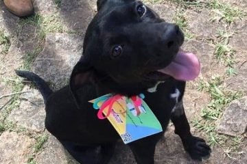 Cães que retornaram as ruas recebem identificação para serem adotados