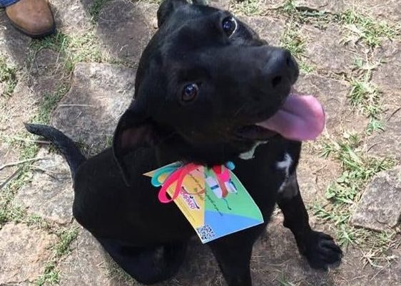 Cães que retornaram as ruas recebem identificação para serem adotados