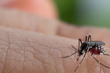 Minas Gerais registra mais de 100 mil casos de dengue em 2023