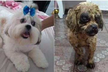 Polícia investiga assassinato de cachorro por ataque com ácido