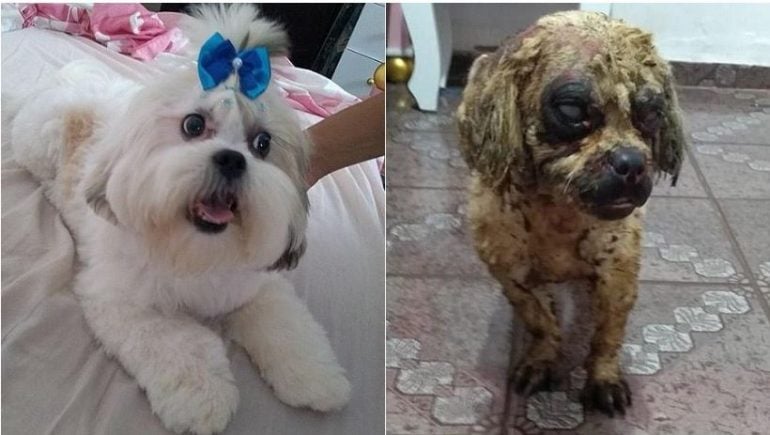 Polícia investiga assassinato de cachorro por ataque com ácido