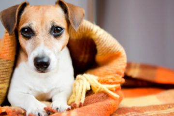 Justiça nega ação de mulher que pedia guarda de cachorro para impedir ex de levá-lo para outra cidade