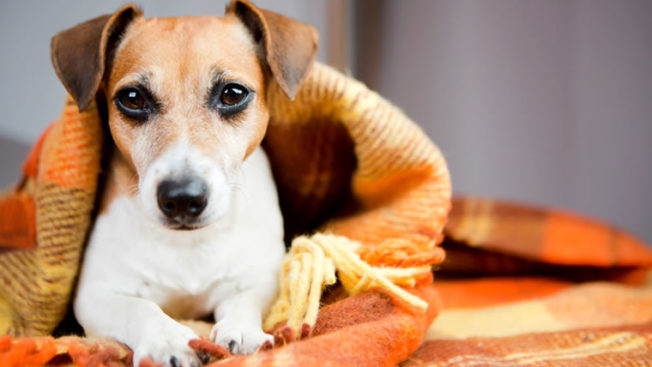 Justiça nega ação de mulher que pedia guarda de cachorro para impedir ex de levá-lo para outra cidade Justiça nega ação de mulher que pedia guarda de cachorro para impedir ex de levá-lo para outra cidade