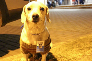 Conheça Pingo, o primeiro cachorro universitário da UFOP 