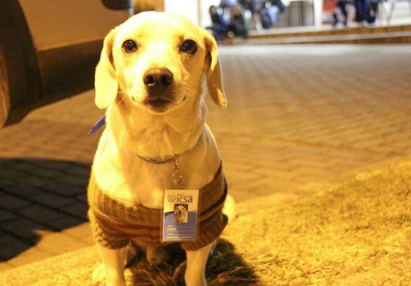 Conheça Pingo, o primeiro cachorro universitário da UFOP 